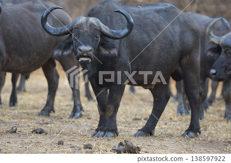 Large herd of African Buffalo in the rain 138597922