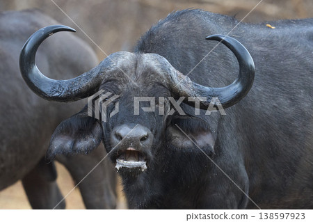 Large herd of African Buffalo in the rain 138597923