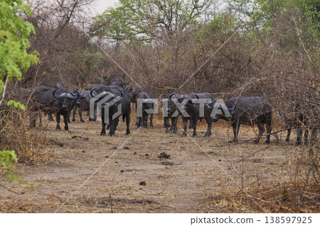 Large herd of African Buffalo in the rain Large herd of African Buffalo in the rain 138597925