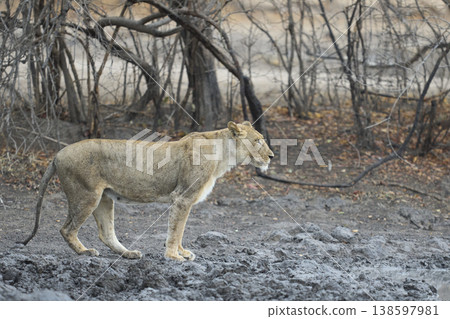 African Lion African Lion 138597981