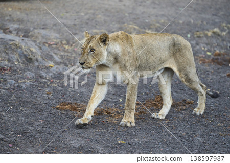 African Lion  138597987