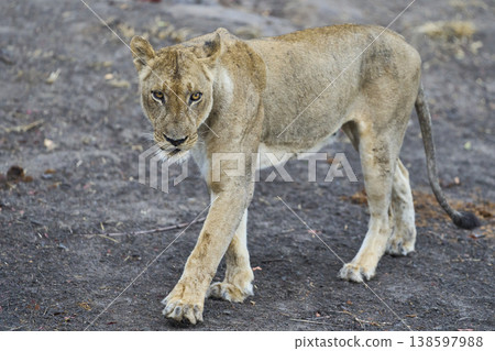 African Lion  138597988