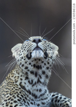 Leopard cub in a tree Leopard cub in a tree 138598118