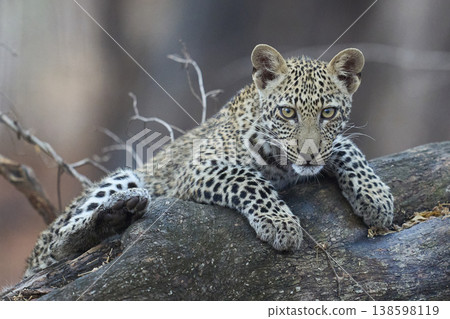 Leopard cub in a tree 138598119
