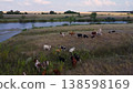 Drone Panorama: River, Hills, and a Grazing Herd of Cows. 138598169