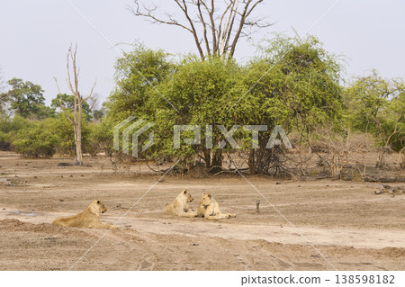 African Lion in South Luangwa National Park African Lion in South Luangwa National Park 138598182