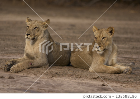 African Lion in South Luangwa National Park 138598186