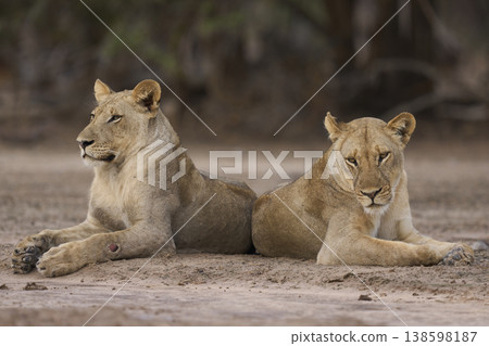 African Lion in South Luangwa National Park 138598187