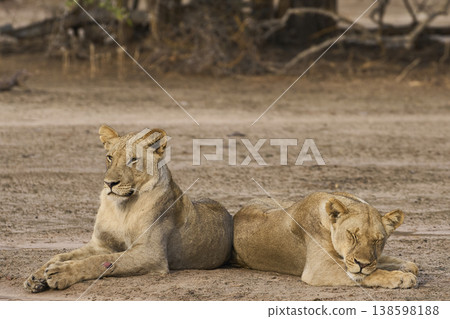 African Lion in South Luangwa National Park 138598188