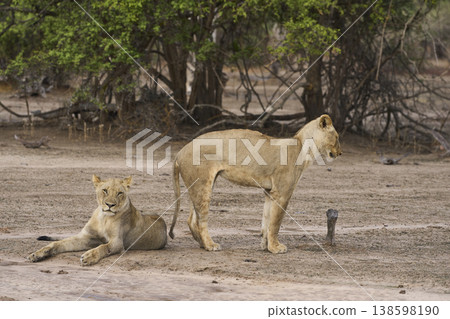 African Lion in South Luangwa National Park African Lion in South Luangwa National Park 138598190