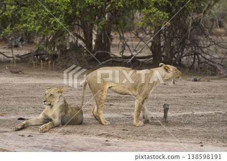 African Lion in South Luangwa National Park 138598191