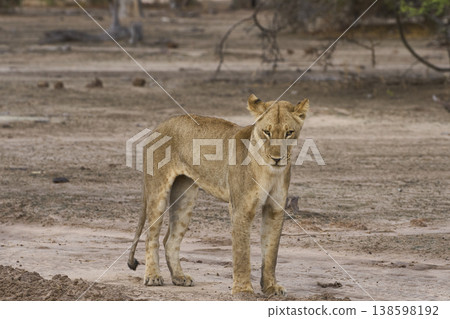 African Lion in South Luangwa National Park African Lion in South Luangwa National Park 138598192