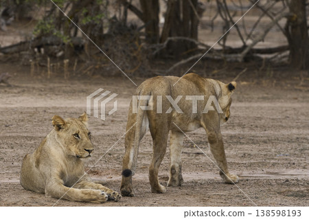 African Lion in South Luangwa National Park 138598193