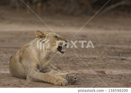 African Lion in South Luangwa National Park African Lion in South Luangwa National Park 138598200