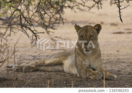 African Lion in South Luangwa National Park 138598203