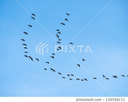 Flock of cranes 138598212