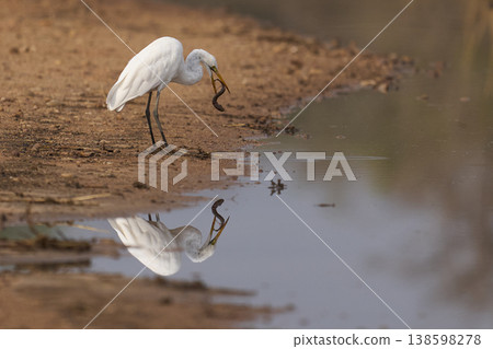 Great White Egret in South Luangwa National Park, Zambia Great White Egret in South Luangwa National Park, Zambia 138598278