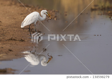 Great White Egret in South Luangwa National Park, Zambia Great White Egret in South Luangwa National Park, Zambia 138598279