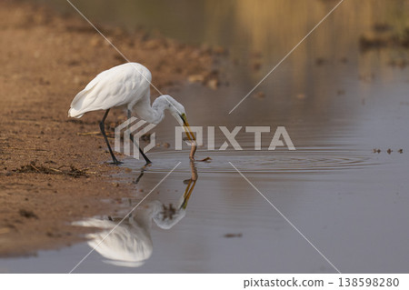 Great White Egret in South Luangwa National Park, Zambia Great White Egret in South Luangwa National Park, Zambia 138598280