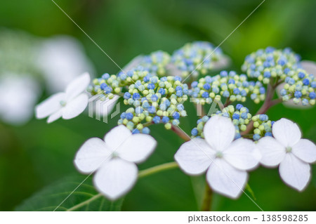 A close-up of a lacecap hydrangea with beautiful white ornamental flowers and blue buds. A close-up of a lacecap hydrangea with beautiful white ornamental flowers and blue buds. 138598285