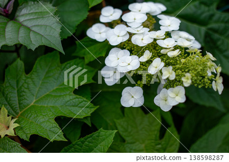White oakleaf hydrangeas and large leaves against a natural backdrop of early summer. 138598287