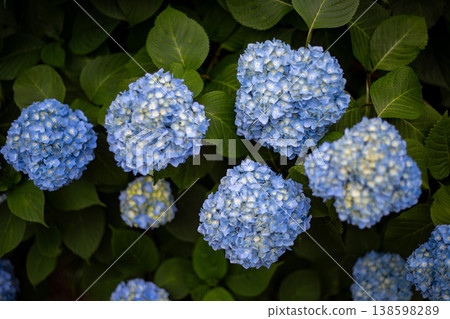 A cluster of blue hydrangeas: A background image of early summer flowers. A cluster of blue hydrangeas: A background image of early summer flowers. 138598289