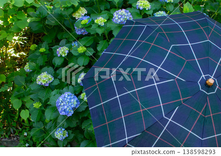 繡球花與傘：雨季漫步的景象，初夏的畫面。 138598293