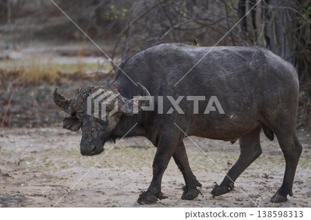 Large male African Buffalo Large male African Buffalo 138598313