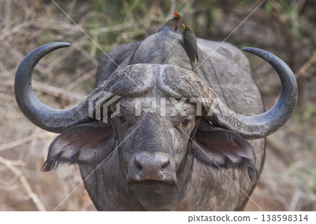 Large male African Buffalo 138598314