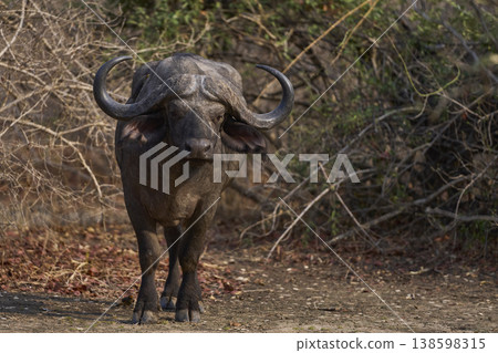Large male African Buffalo Large male African Buffalo 138598315