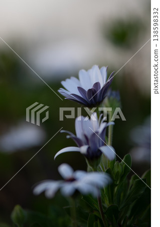 A close-up of an osteospermum flower with purple and white petals and a beautiful bokeh background. 138598332