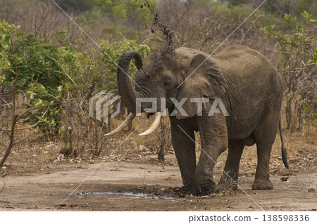 African Elephant spraying mud on itself African Elephant spraying mud on itself 138598336