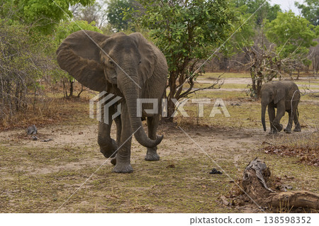 African Elephant with calf African Elephant with calf 138598352