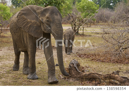 African Elephant with calf 138598354