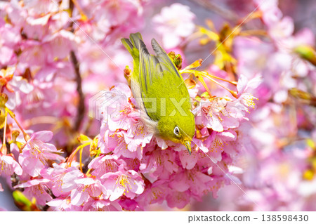 Japanese white-eyes among the early-blooming Kawazu cherry blossoms at Yuuhigaoka Observation Plaza in Ihama, Minamiizu-cho, Kamo-gun, Shizuoka Prefecture. 138598430