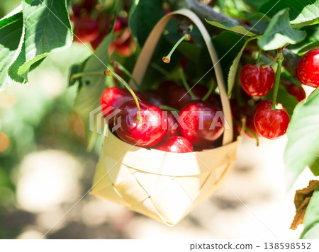 still life of cherries in wicker basket in garden still life of cherries in wicker basket in garden 138598552