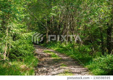 trail through the dense beech forest in summer. path in the shade of tall trees. nature green environment in dappled light. picture of remote peaceful scenery for carpathian ecology background trail through the dense beech forest in summer. path in the shade of tall trees. nature green environment in dappled light. picture of remote peaceful scenery for carpathian ecology background 138598595