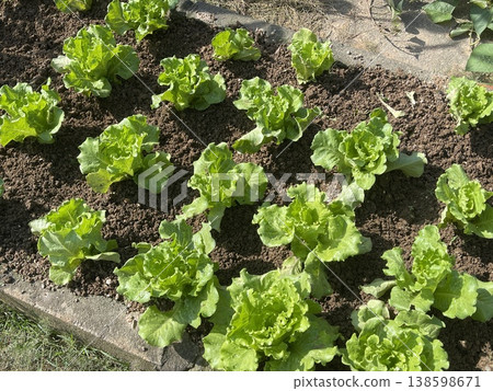 Fresh Green Lettuce Lactuca Sativa Plants Growing In Soil Patch 138598671