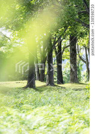 Fresh greenery in the forest - Eco-image (Hiruzen Plateau) Fresh greenery in the forest - Eco-image (Hiruzen Plateau) 138598710