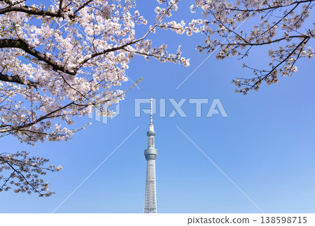 Sakura and Sky Tree Sakura and Sky Tree 138598715