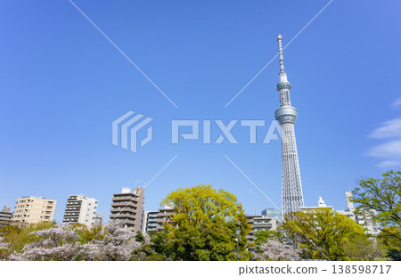 Sakura and Sky Tree Sakura and Sky Tree 138598717