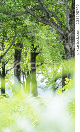 Fresh greenery in the forest - Eco-image (Hiruzen Plateau) Fresh greenery in the forest - Eco-image (Hiruzen Plateau) 138598746