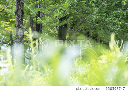 Fresh greenery in the forest - Eco-image (Hiruzen Plateau) Fresh greenery in the forest - Eco-image (Hiruzen Plateau) 138598747