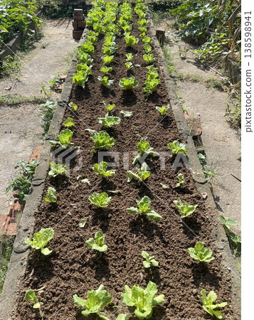 Rows Of Fresh Green Lettuce Lactuca Sativa Growing In Soil Bed 138598941