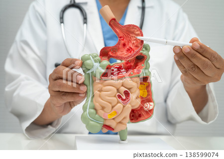 Digestive system with stomach and intestine, Asian doctor holding human model. 138599074