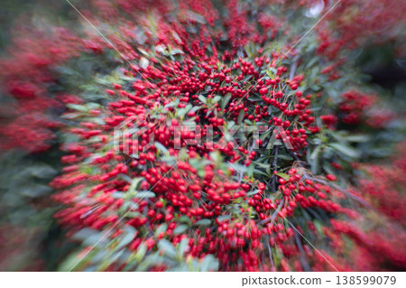 Pyracantha red berries: A unique swirling bokeh effect and a fantastical bokeh background image of plants. Pyracantha red berries: A unique swirling bokeh effect and a fantastical bokeh background image of plants. 138599079