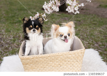 Cherry blossoms and two Chihuahuas in a basket Cherry blossoms and two Chihuahuas in a basket 138599637