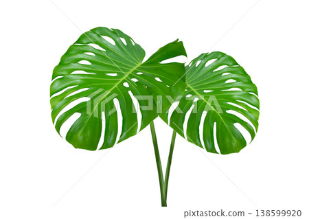 Monstera leaves leaves with Isolate Leaves on transparent background PNG file. Monstera deliciosa leaf isolated on transparent background, a tropical plant foliage Monstera leaves leaves with Isolate Leaves on transparent background PNG file. Monstera deliciosa leaf isolated on transparent background, a tropical plant foliage 138599920