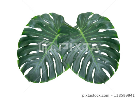 Monstera leaves leaves with Isolate  Leaves on transparent background PNG file. Monstera deliciosa leaf isolated on transparent background, a tropical plant foliage 138599941