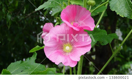 粉紅色紋身花卉鮮花 粉紅色紋身花卉鮮花 138600021